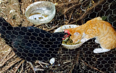 WHY I STOPPED THROWING BOMBS