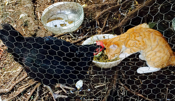 David Zent - No Bombs