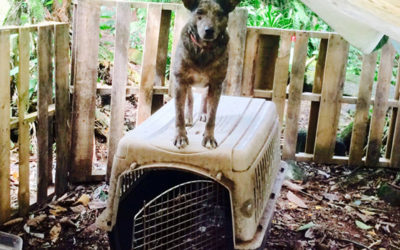 WALKIN’ WITH SMOKEY