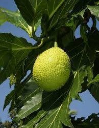 JUNGLE DAVE IS IN LOVE!