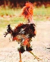 crazy chicken