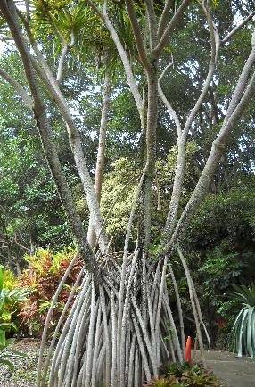 Walking Trees